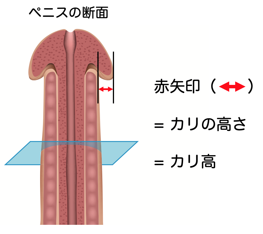 平均ペニスサイズアンケート集計！女性の理想や大きさより大事なこと | 【きもイク】気持ちよくイクカラダ