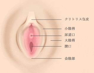 クリトリス包茎 | 婦人科のお悩み