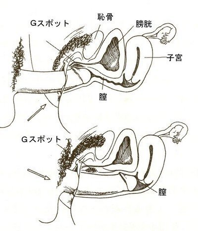 Gスポットは「点」じゃない！ 絶対に見つかるとは限らないのは本当？ | シンデレラグループ公式サイト