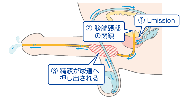 Amazon | 【男の性感帯すべてを制霸！】Laphwing