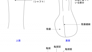 ペニスの大きさ平均は13cm！女性の理想サイズはさらにデカい！？｜薬の通販オンライン