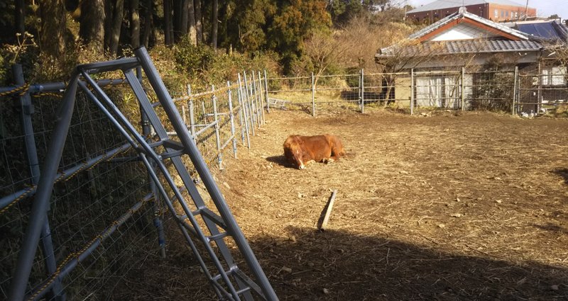 フクロウの飼育環境から調教の仕方まで解説、「増補改訂 フクロウ完全飼育」刊行…誠文堂新光社 |