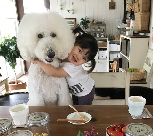 スタプーの子犬ハウルちゃん - 愛ラブトイプードル