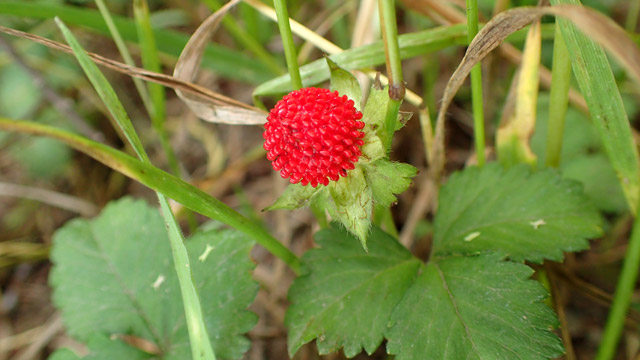 植物のちから＞ へびいちご | jiwajiwa