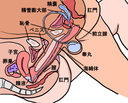 セックスする男女をMRIで撮影する」という偉業はどのようにして成し遂げられたのか？ - GIGAZINE