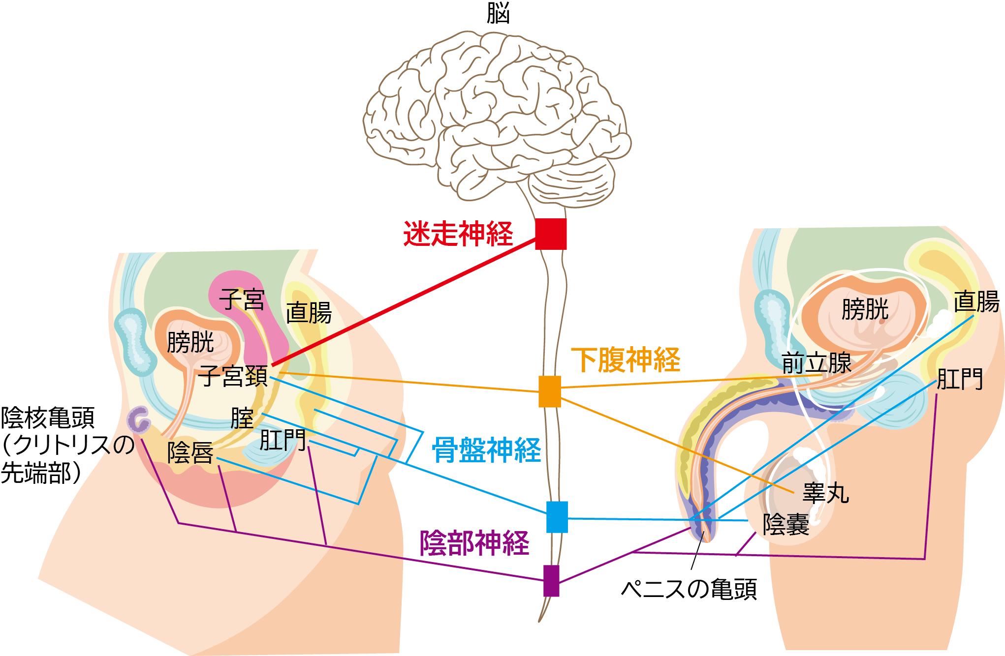 男と女オーガズムの快感はどちらが気持ちがいいのか【図解】 | セクテクサイト