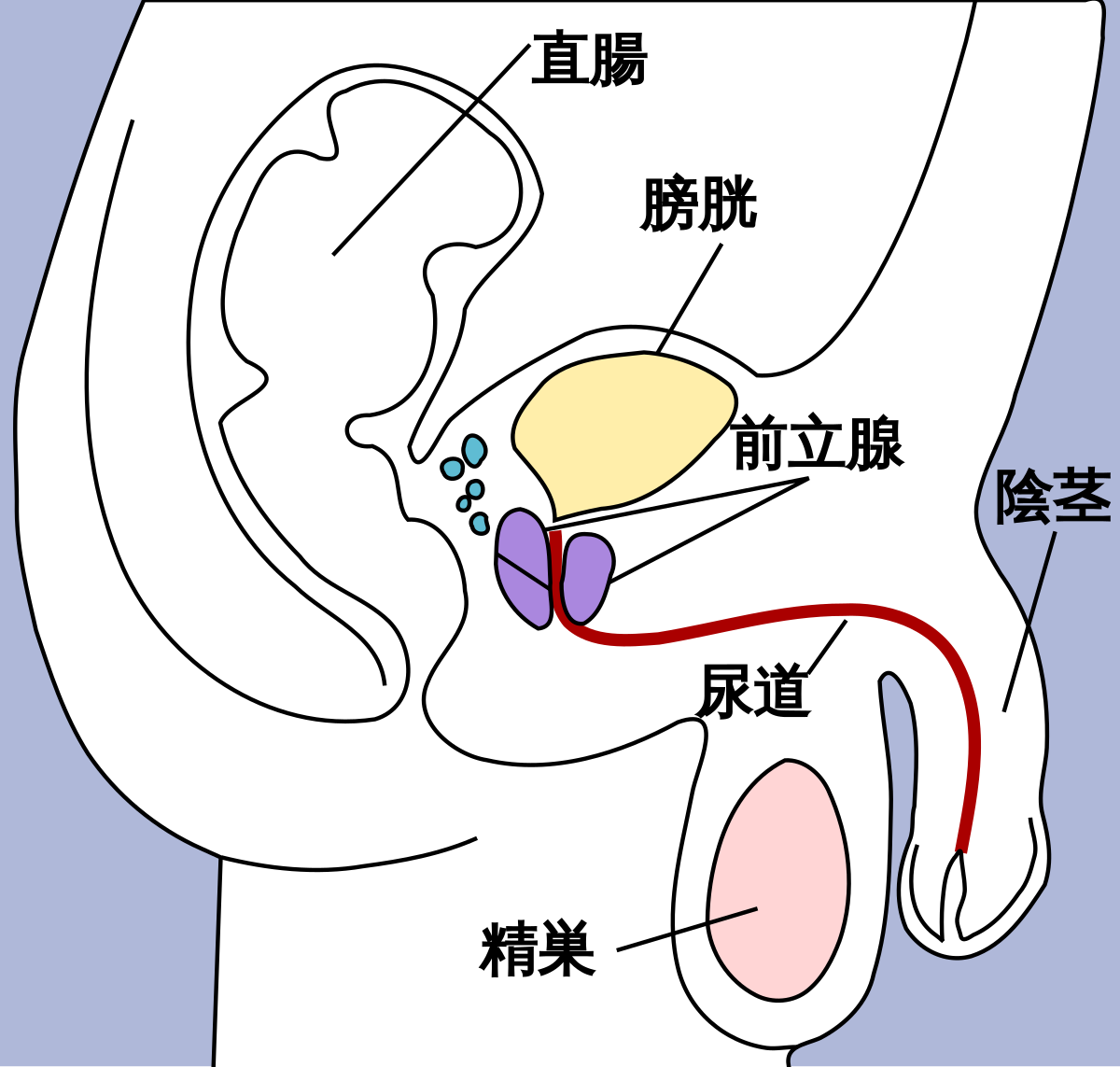 一般女性が好きなペニスは硬さ？長さ？ – メンズ形成外科 |