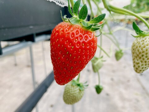 Ichigo (Japanese Strawberry)