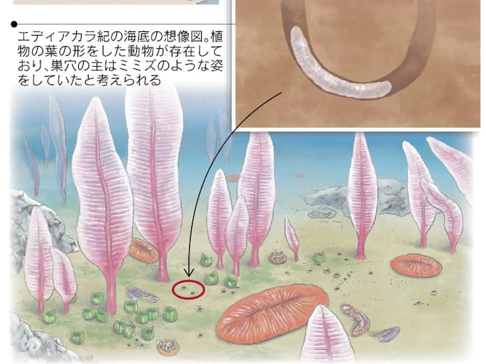 カンブリア紀のカイメン動物