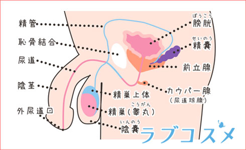 正常位でのセックスのやり方を画像で解説 | 種類はいくつ知ってる？ ｜