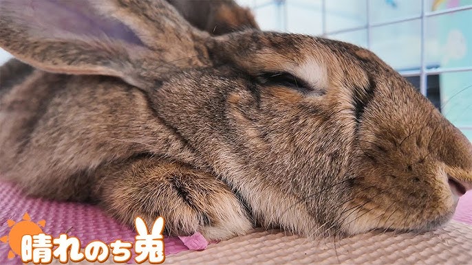 □いきなり飼い主にパンチ！「うさパンチ」の理由とは？｜うさぎの杜の学校～仮校舎～