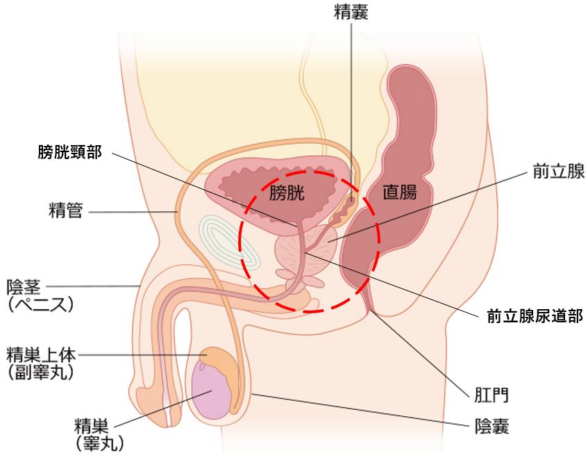 男の潮吹き」の真実 ～被験者が語る潮吹きのやり方～ -