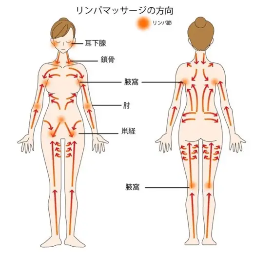 リンパの流れ マッサージ施術部位 ナチュラルな日本人3Dモデル女性の全身正面と後ろ姿のイラストセットのイラスト素材