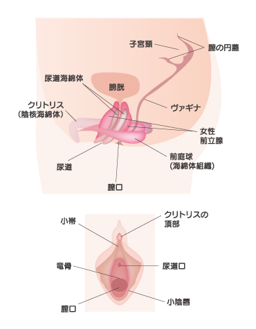 クリトリスの皮を剥くコツは？クリイキするための正しい剥き方をイラストでチェック