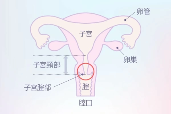 Gスポットは「点」じゃない！ 絶対に見つかるとは限らないのは本当？ | シンデレラグループ公式サイト