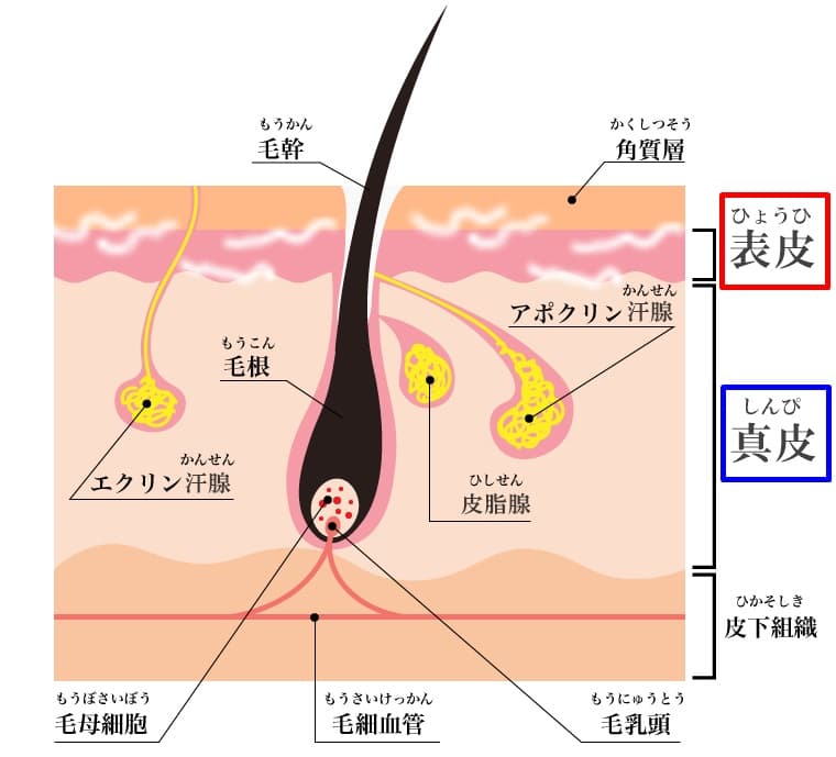 髭が濃い理由と薄くする対策8選｜食生活で青髭を予防できる？清潔感のある顔になる方法 | MOTEO