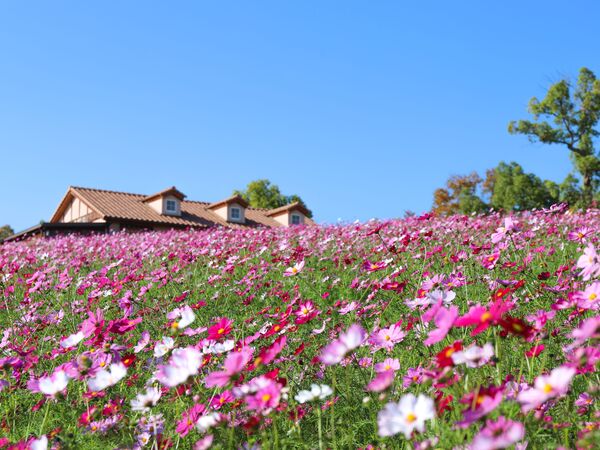 泉北・金剛さやまコミュニティ【公式】 | ［堺市南区］ハーベストの丘で50万本のコスモス見頃 イルミネーションも