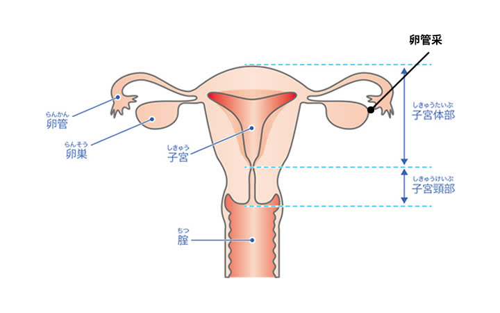 バルトリン腺嚢胞の原因・症状と効果的な治療法を女医が丁寧に解説。 – 