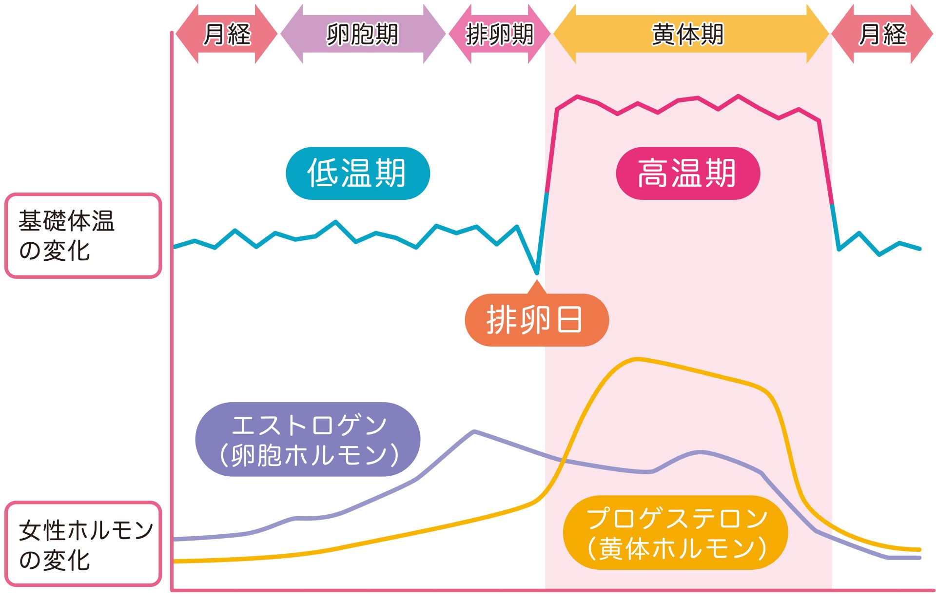 生理前と生理後、性欲が強くなるのはどっち？ | 4人目中絶を辞めて出産→パイプカット◇共働き夫婦の4人育児