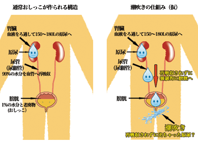 男の潮吹き」の真実 ～被験者が語る潮吹きのやり方～ - TENGAヘルスケア プロダクトサイト