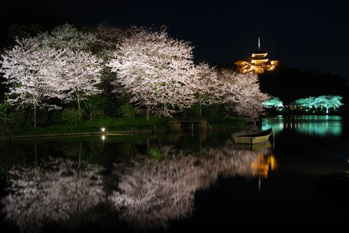 小田原城址公園 撮影行 夜桜 :