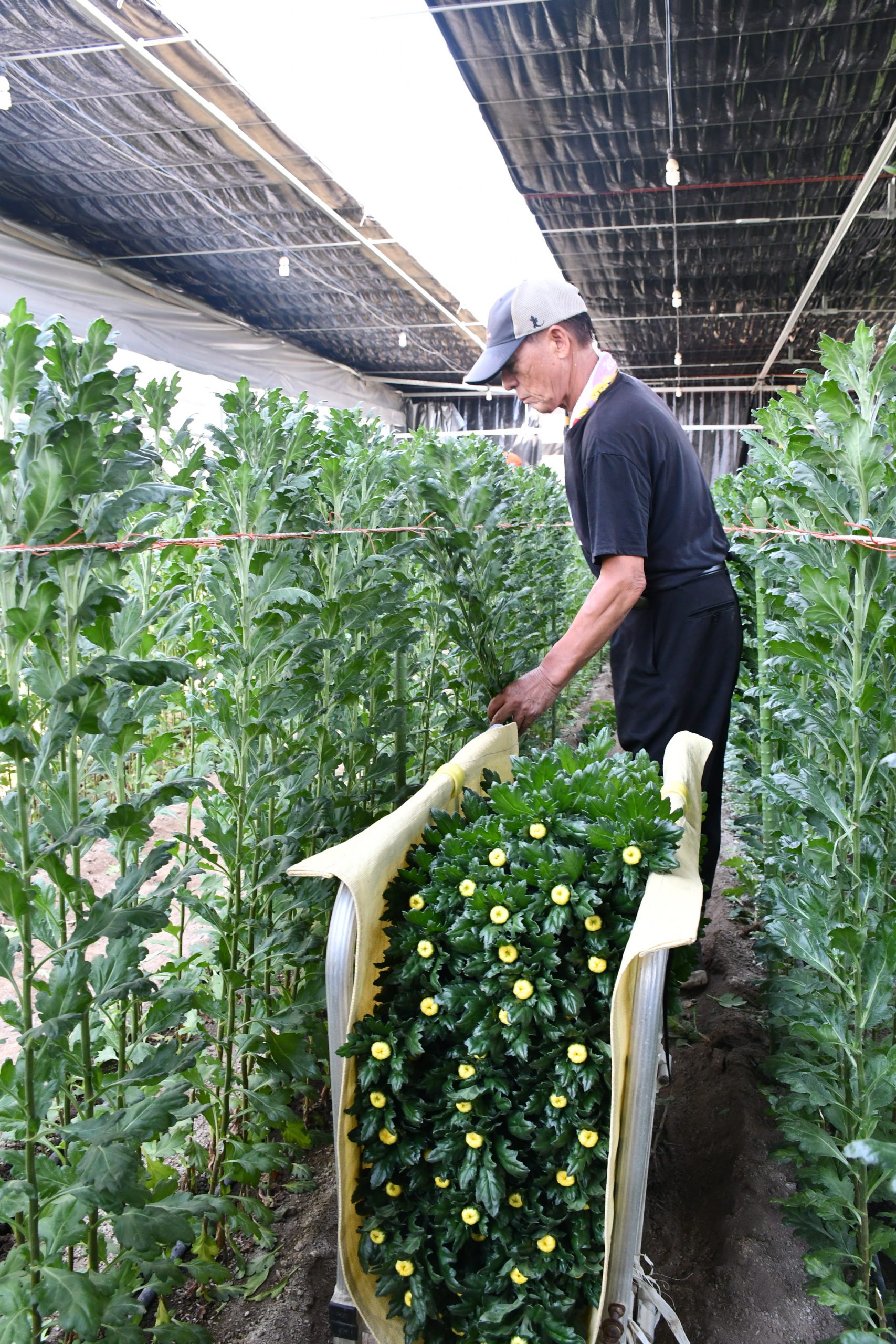 農業への理解を深める／新採用職員が農業体験研修｜ＪＡいしのまき