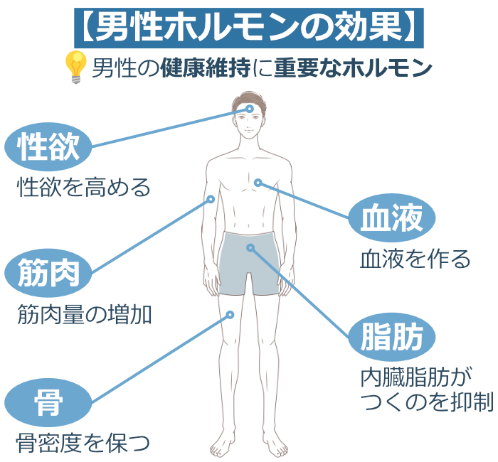 男性の性欲を増進する方法6選｜テストステロン・ED治療薬について | 健康コラム