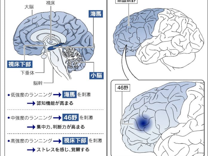 じわっと効く】記憶力を上げたい人が「押さえて」おきたいツボ5選｜頭・足・手・耳 | 記憶術のスクールなら株式会社Wonder