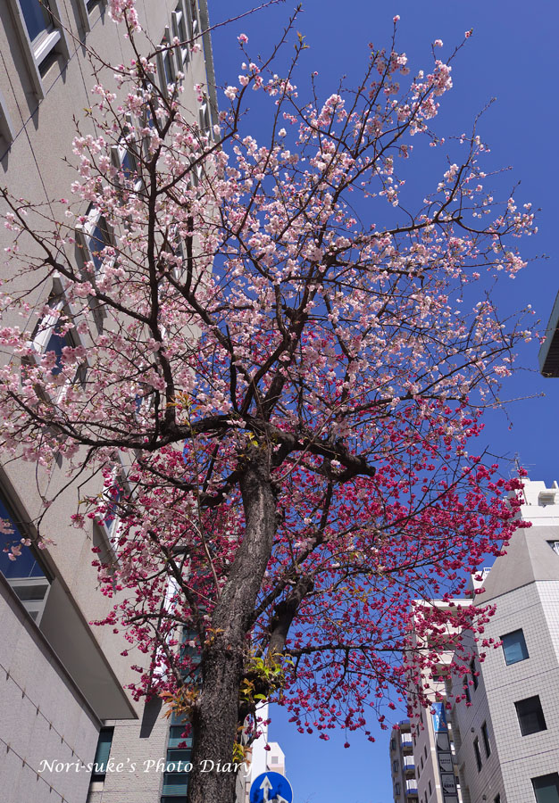 夜桜の茶事in 文彩庵 - 有限会社れんぴか