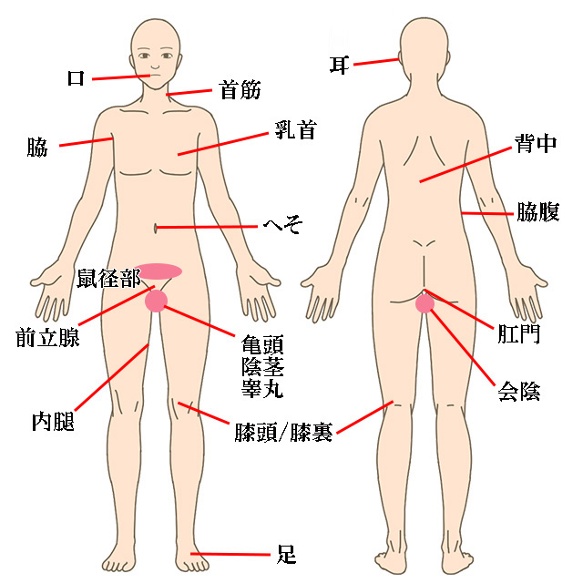 男の性感帯は18か所！愛撫のコツを部位別に教えます【風俗嬢必見】 | シンデレラグループ公式サイト