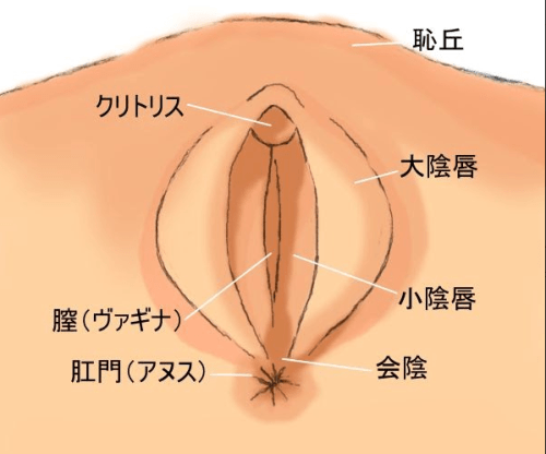 クリトリスを徹底解説！１番感じる刺激法とは？ – メンズ形成外科 |