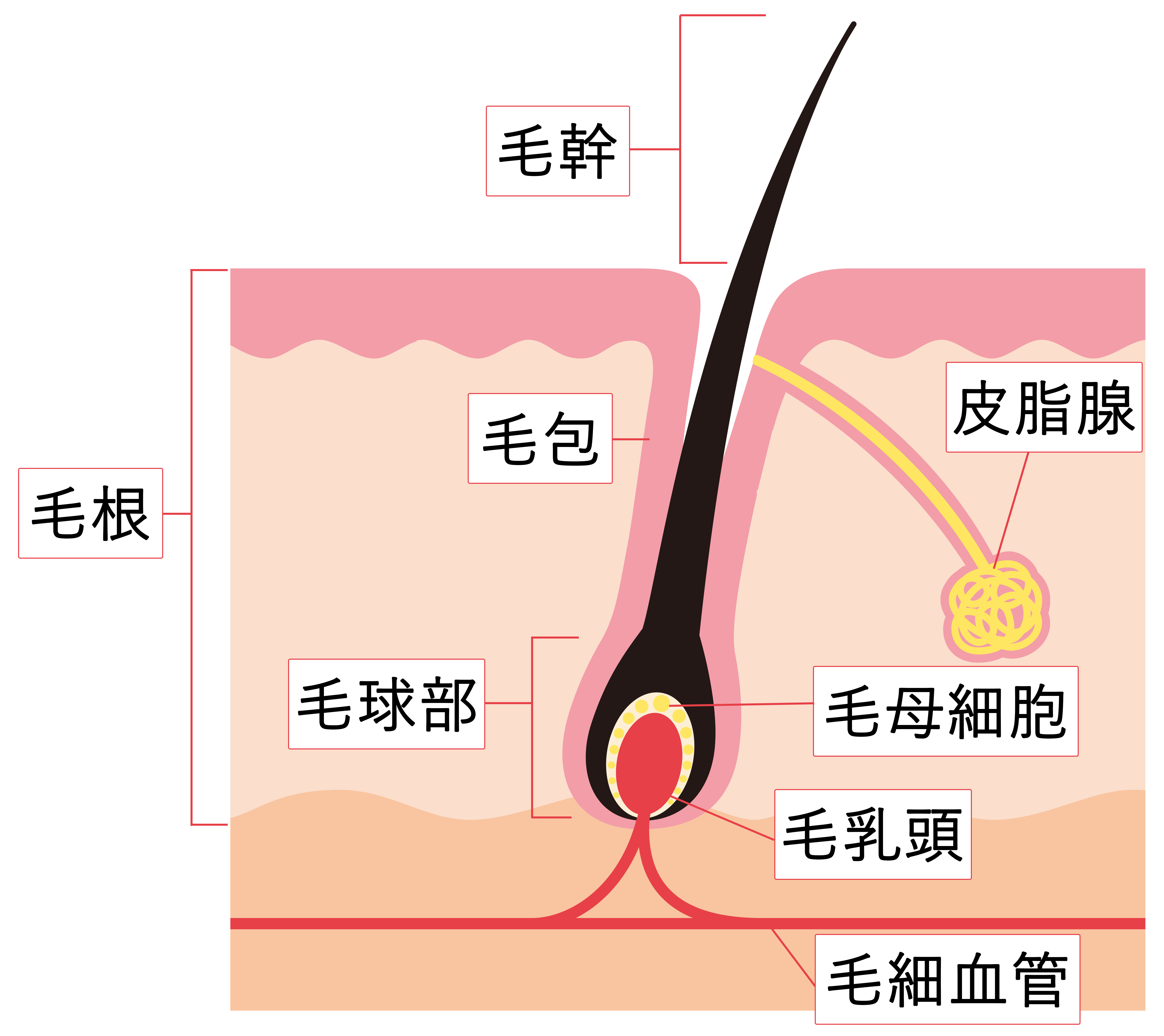 毛を抜く」自己処理はNG！脱毛中にムダ毛をなくす正しい処理方法 | メンズ脱毛百科事典