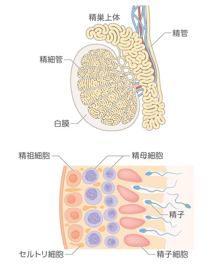 無精子症とは ｜ 男性不妊・メンズヘルス診療 プライベートケアクリニック東京