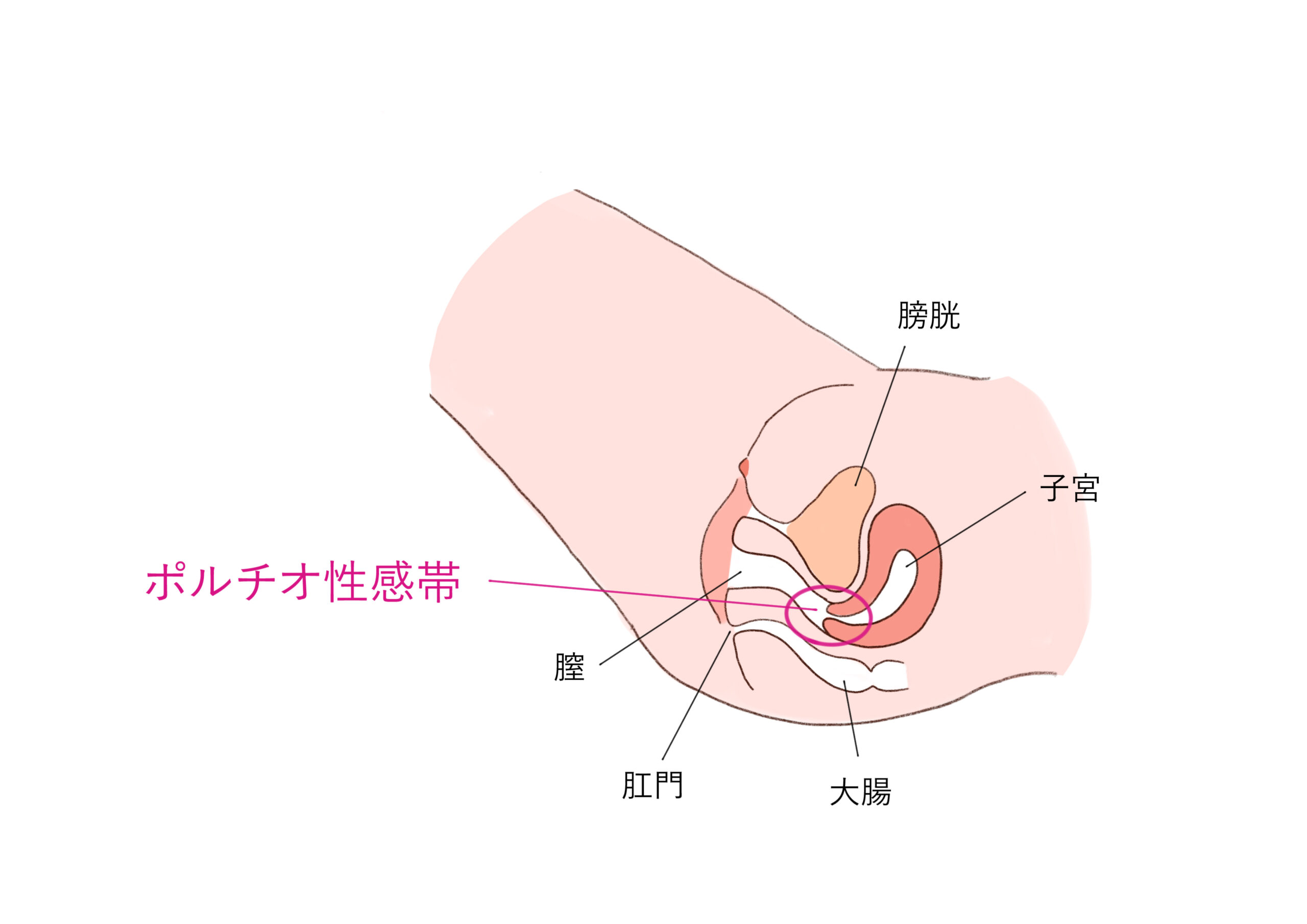 ポルチオセックスのやり方！ ポルチオ開発で奥イキするコツ※体験談あり |