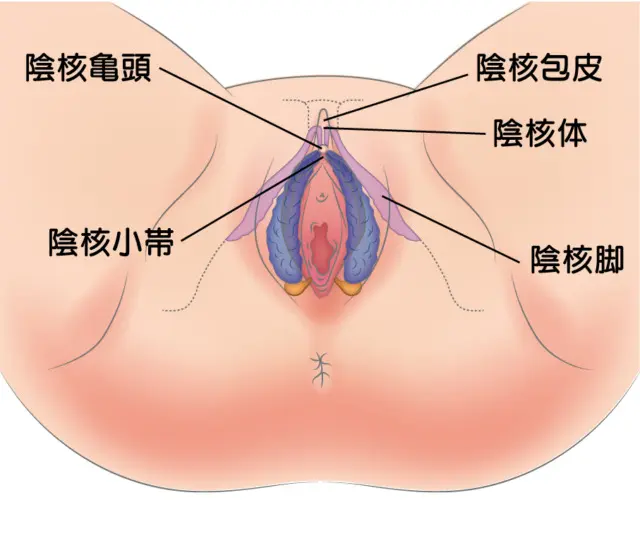 クリトリスの場所はどこ？構造・役割と快感を感じるためのいじり方 | Ray(レイ)