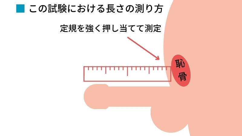 男性のペニスの平均サイズは何センチ？小さいデメリットや改善方法を解説 | ザヘルプM