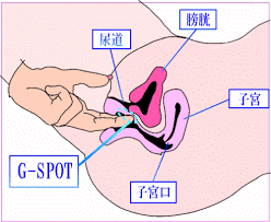 45歳で第3子出産の産後にセックスでイクためのGスポットの見つけ方【産婦人科医監修】 - 