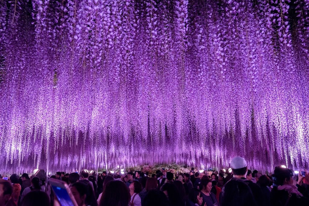 あしかがフラワーパーク - 足利市の植物園・花・レストラン｜栃ナビ！