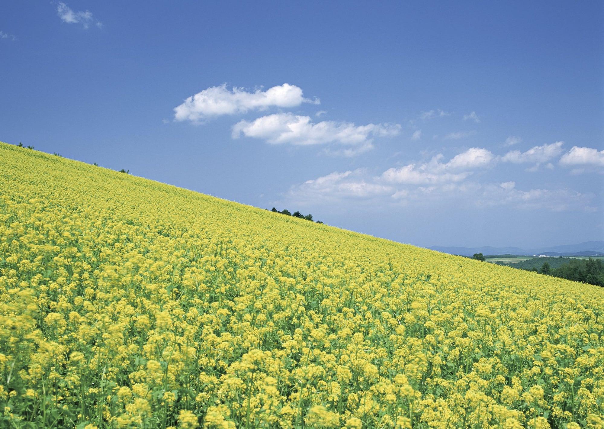 おしらせ】駐車場のご案内 | Furano Marche