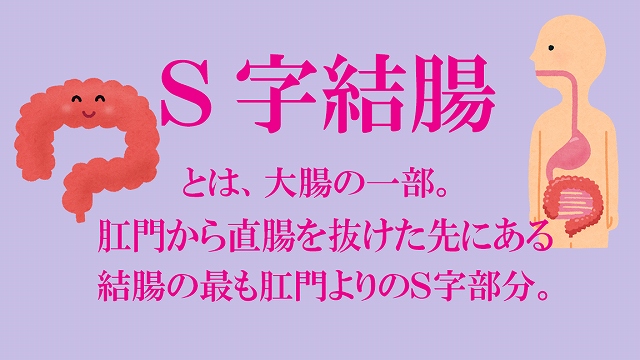 S字結腸 (えすじけっちょう)とは【ピクシブ百科事典】