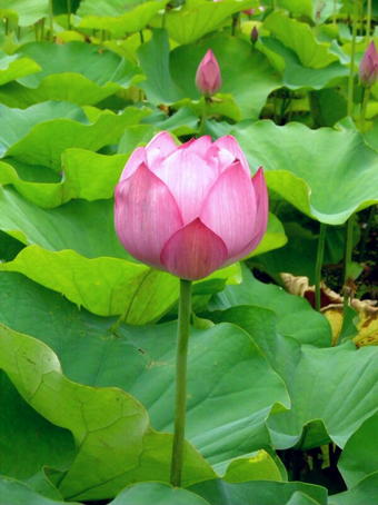 妙蓮寺｜江戸川区中葛西にある日蓮宗寺院