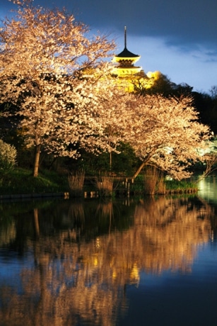 横浜野毛・センターグリルの後に大岡川夜桜散歩 | ゆず×ぽんのてくてく・とことこ♡