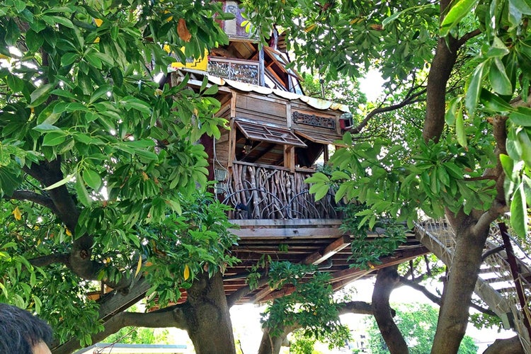 木の下であそび、木の上で眠る。箱根の森に浮かぶツリーハウス (神奈川県足柄下郡19㎡の売買物件) - 物件ファン