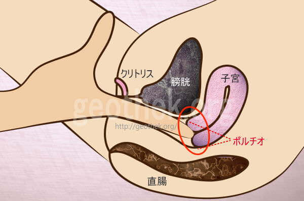 ポルチオとは？ 開発するとセックスが気持ちいい？ | 医師監修 ｜