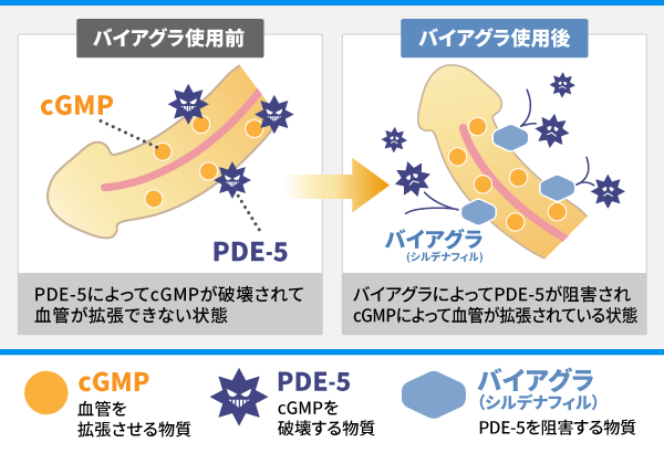 バイアグラ処方｜効果や副作用、飲み方は｜【公式】ユナイテッドクリニック