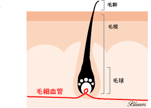 ブラジリアンワックスを使った脱毛とは？メリットとデメリットをご紹介 | mismos（ミスモス）