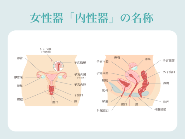 副皮 クリトリス包茎 |