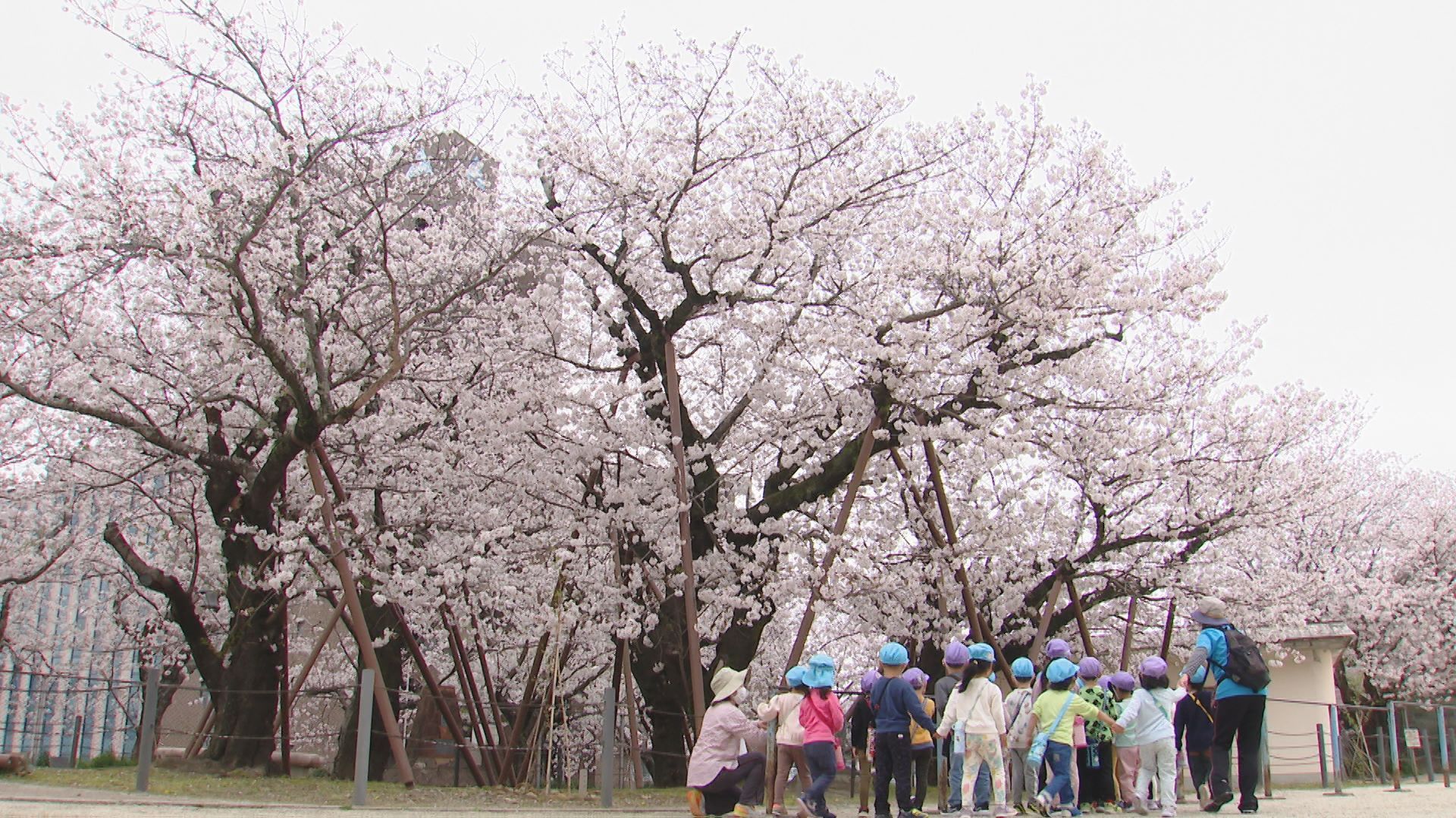 福岡限定・春限定「桜ひよ子」～公式ひよ子オンラインショップ