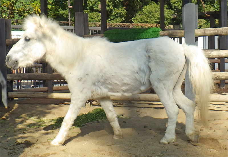 近況更新】子ども動物園すてっぷ──ふたば牧場のお年寄りたち ｜ 東京ズーネット