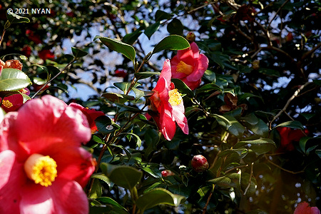 2016年1月13日 - 植物公園 -